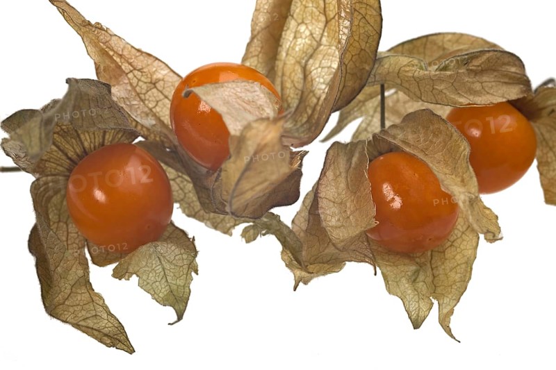 Physalis white