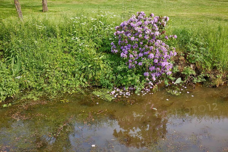Rhododendron ponticum at the ditch Jorker Hauptwettern in Jork, Altes Land, district of Stade, Lower Saxony, Germany, Europe
