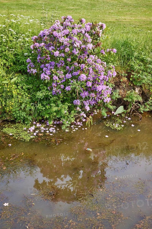 Rhododendron ponticum at the ditch Jorker Hauptwettern in Jork, Altes Land, district of Stade, Lower Saxony, Germany, Europe