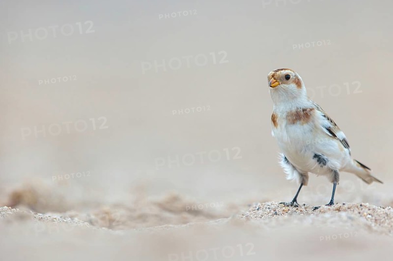 Snow bunting (Plectrophenax nivalis), family of tundra buntings, Helgoland Island, Schleswig-Holstein, Federal Republic of Germany