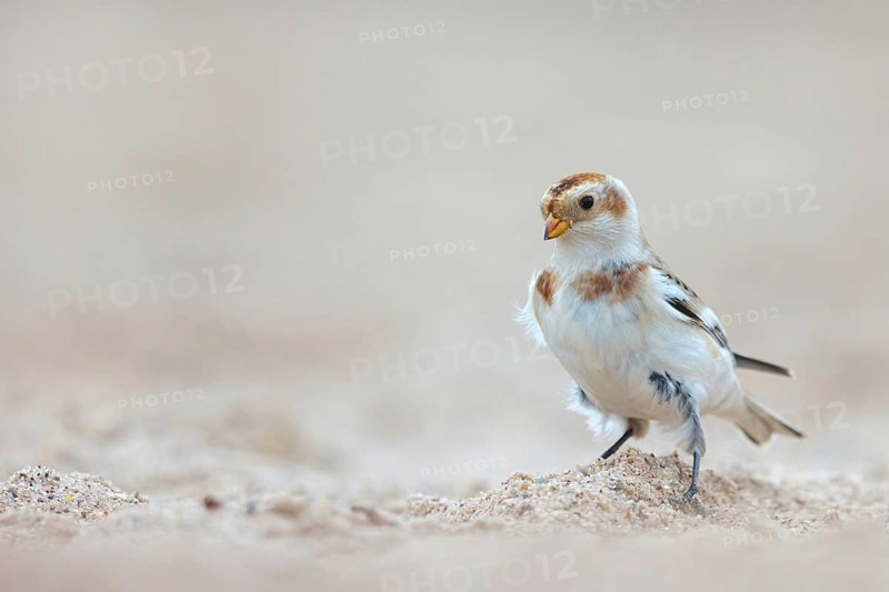 Snow bunting (Plectrophenax nivalis), family of tundra buntings, Helgoland Island, Schleswig-Holstein, Federal Republic of Germany