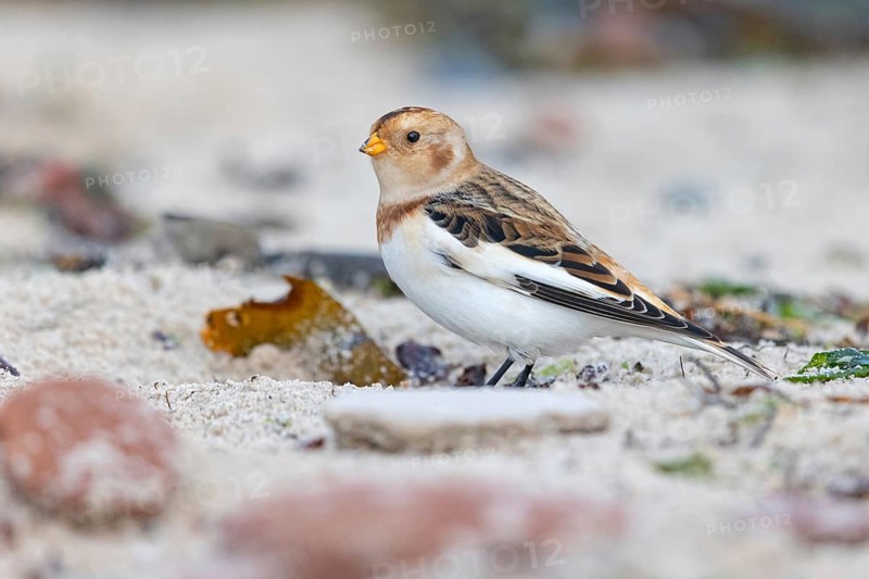 Snow bunting (Plectrophenax nivalis), family of tundra buntings, Helgoland Island, Schleswig-Holstein, Federal Republic of Germany