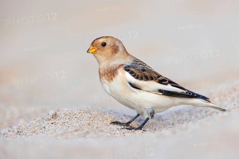 Snow bunting (Plectrophenax nivalis), family of tundra buntings, Helgoland Island, Schleswig-Holstein, Federal Republic of Germany