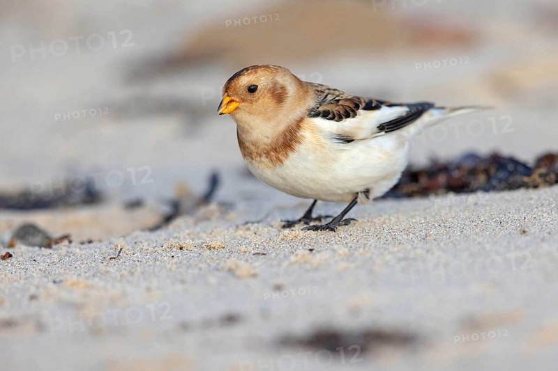 Snow bunting (Plectrophenax nivalis), family of tundra buntings, Helgoland Island, Schleswig-Holstein, Federal Republic of Germany
