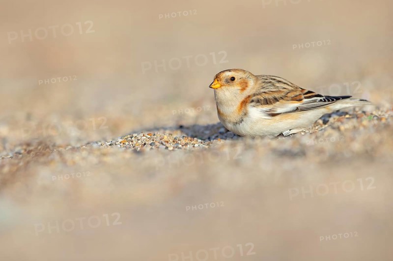 Snow bunting (Plectrophenax nivalis), family of tundra buntings, Helgoland Island, Schleswig-Holstein, Federal Republic of Germany