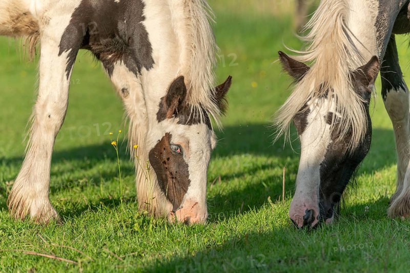 Irish cob horses in a pasture in spring. In the French countryside, the horses go out into the meadows to scratch on the fresh grass