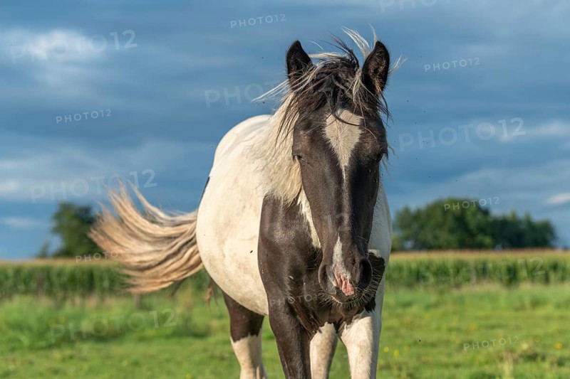 Irish cob horses in a pasture in spring. In the French countryside, the horses go out into the meadows to scratch on the fresh grass