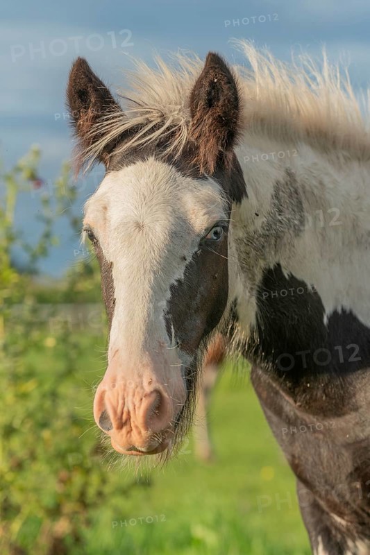 Irish cob horses in a pasture in spring. In the French countryside, the horses go out into the meadows to scratch on the fresh grass