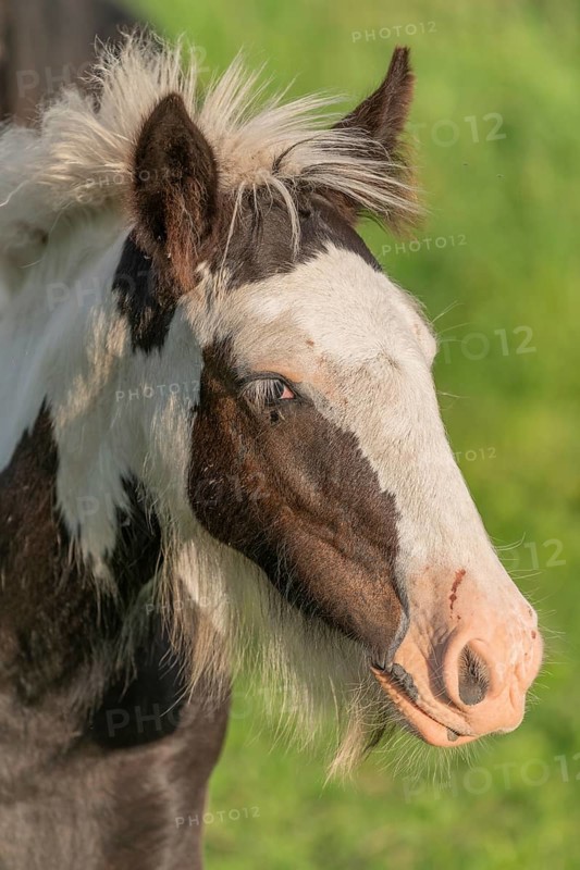 Irish cob horses in a pasture in spring. In the French countryside, the horses go out into the meadows to scratch on the fresh grass