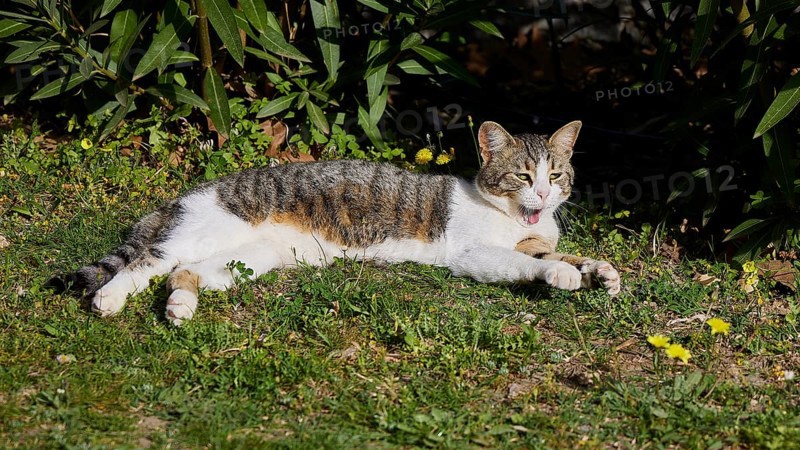 A cat lies relaxed in the grass, surrounded by plants and yellow flowers in the sunshine, Byzantine Chapel Agios Nikolaos Foundoukli, between Eleousa and Profitis Ilias, Rhodes, Dodecanese, Greek Islands, Greece, Europe