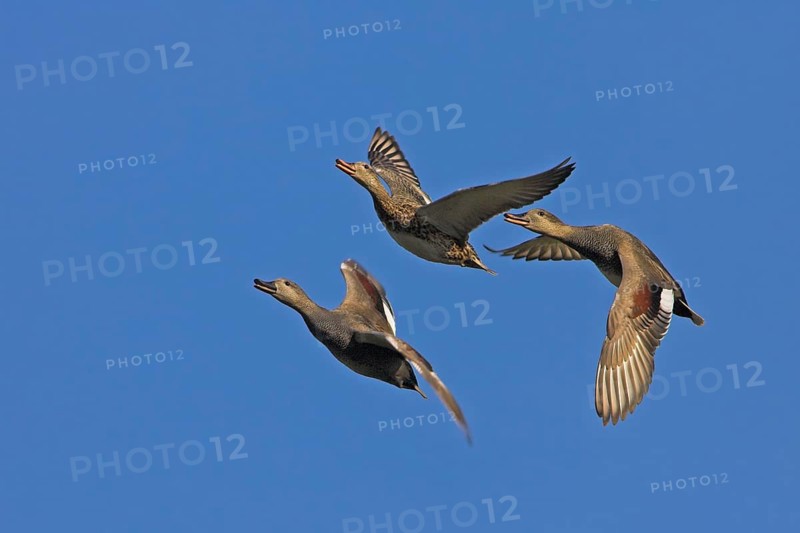 Gadwall, (Anas strepera), Mareca strepera, three ducks in flight, Wagbachniederung, Baden-Württemberg, Federal Republic of Germany