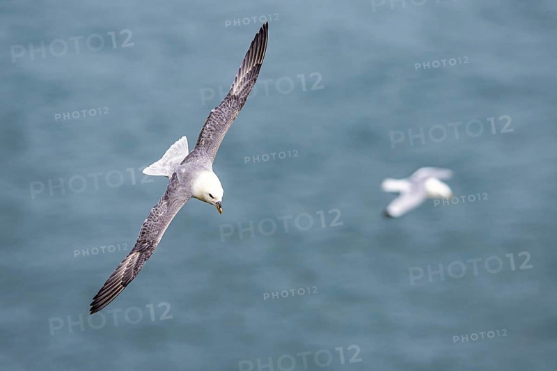 Northern Fulmar, Fulmarus glacialis, bird in fly, Bempton Cliffs, North Yorkshire, England, United Kingdom, Europe