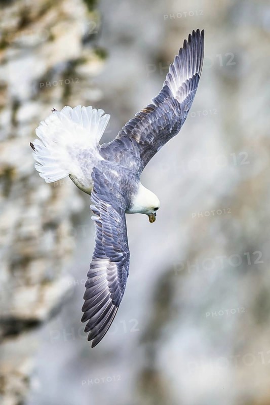 Northern Fulmar, Fulmarus glacialis, bird in fly, Bempton Cliffs, North Yorkshire, England, United Kingdom, Europe