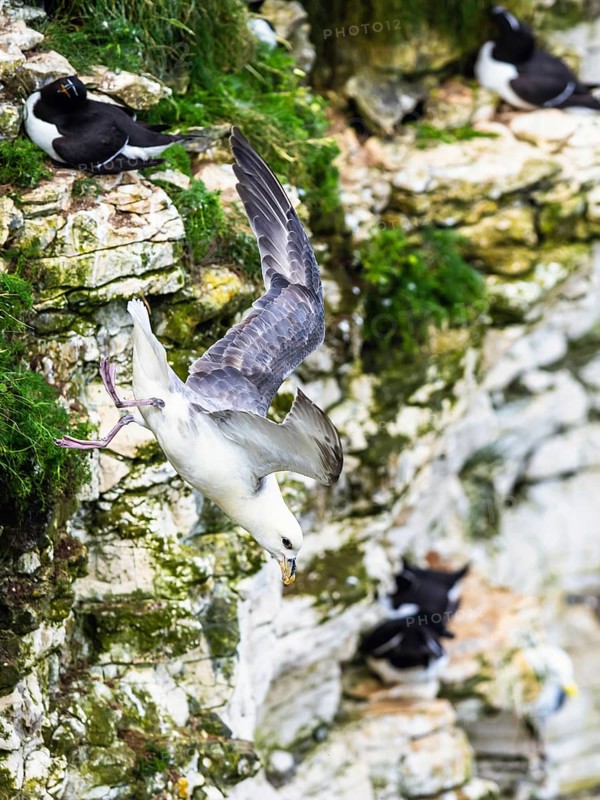 Northern Fulmar, Fulmarus glacialis, bird in fly, Bempton Cliffs, North Yorkshire, England, United Kingdom, Europe