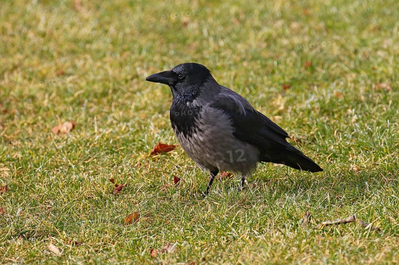 Hooded Crow (Corvus cornix), Mecklenburg-Western Pomerania, Germany, Europe
