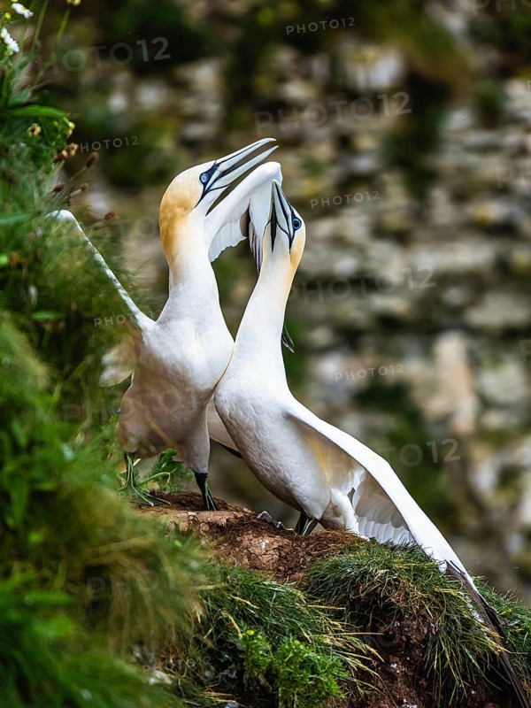 Northern Gannet, Morus bassanus, pair of birds on the cliff, Bempton Cliffs, North Yorkshire, England, United Kingdom, Europe