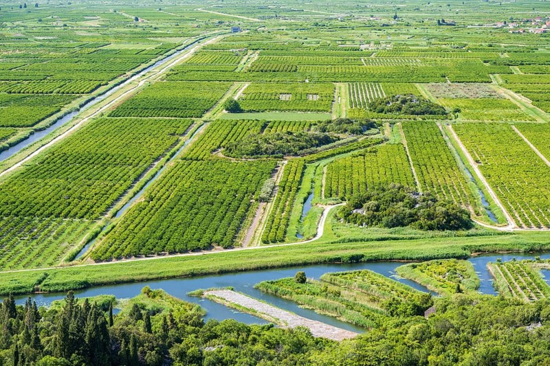 Orchards in the Neretva Delta, Dalmatia, Croatia, Europe