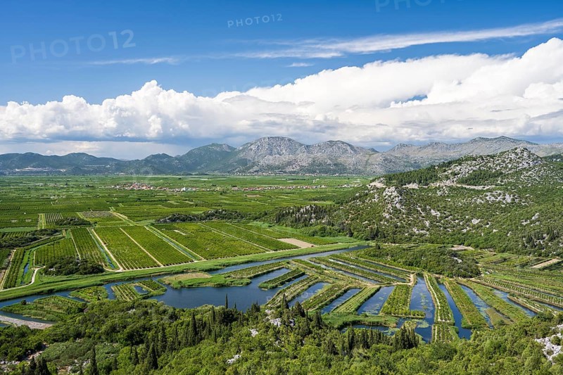Orchards in the Neretva Delta, Dalmatia, Croatia, Europe