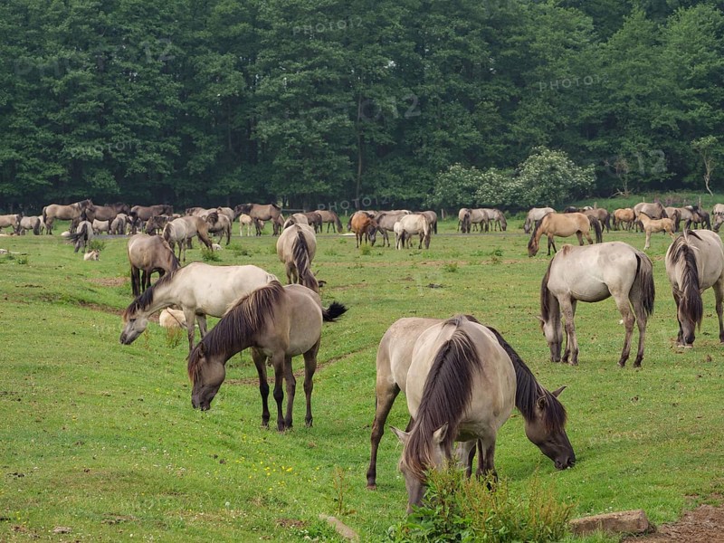 A large herd of horses grazing peacefully in a spacious meadow next to a forest, merfeld, münsterland, germany
