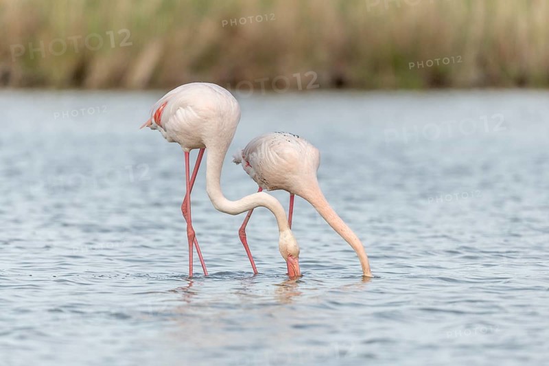 Two flamingos (Phoenicopterus roseus) eating in a pond in a nature reserve. Saintes Maries de la Mer, Parc naturel regional de Camargue, Arles, Provence Alpes Cote d'Azur, France, Europe