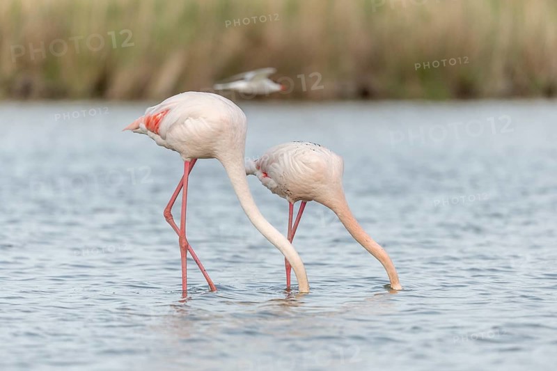 Two flamingos (Phoenicopterus roseus) eating in a pond in a nature reserve. Saintes Maries de la Mer, Parc naturel regional de Camargue, Arles, Provence Alpes Cote d'Azur, France, Europe