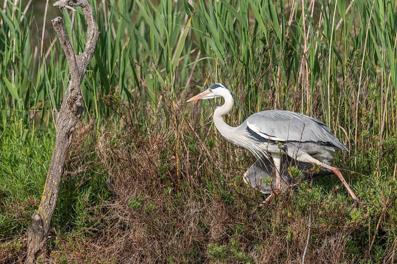 Grey heron (Ardea cinerea) moving through the reeds at the edge of a pond. Saintes Maries de la Mer, Camargue, Arles, Provence, Cote d'Azur, France, Europe