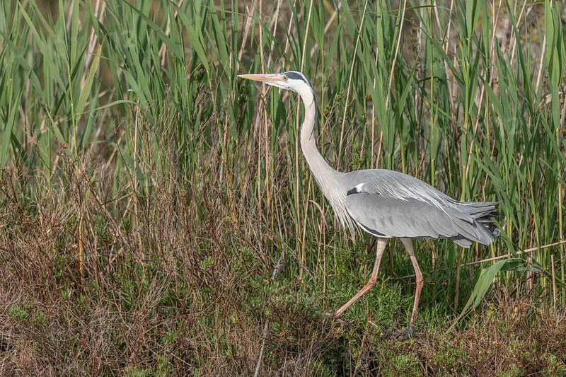 Grey heron (Ardea cinerea) moving through the reeds at the edge of a pond. Saintes Maries de la Mer, Camargue, Arles, Provence, Cote d'Azur, France, Europe