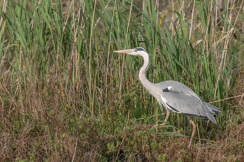 Grey heron (Ardea cinerea) moving through the reeds at the edge of a pond. Saintes Maries de la Mer, Camargue, Arles, Provence, Cote d'Azur, France, Europe