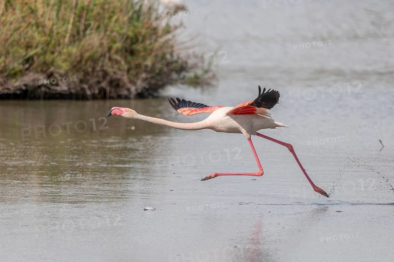 Flamingo (Phoenicopterus roseus) jumping out of a pond. Saintes Maries de la Mer, Parc naturel regional de Camargue, Arles, Provence Alpes Cote d'Azur, France, Europe