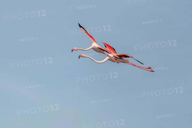 Two flamingos (Phoenicopterus roseus) flying in the blue sky in spring. Saintes Maries de la Mer, Parc naturel regional de Camargue, Arles, Provence Alpes Cote d'Azur, France, Europe