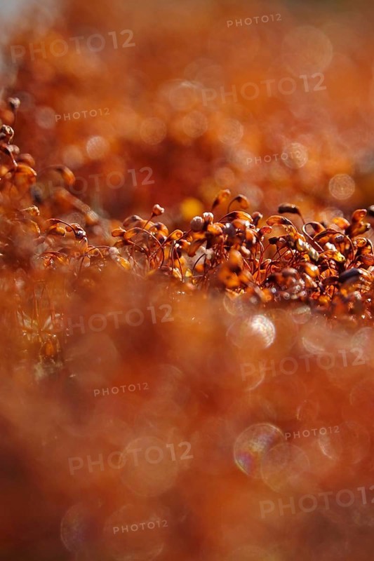 Spore capsules of moss, summer morning in the forest, Germany, Europe