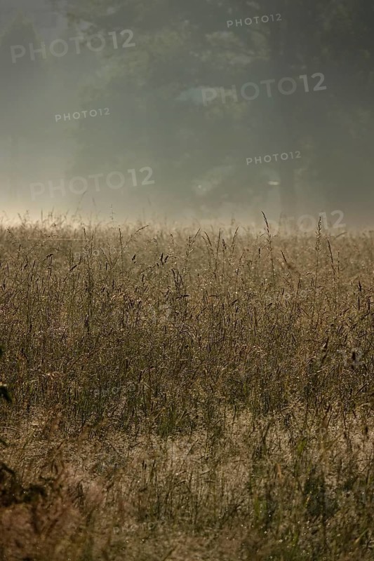 Summer morning atmosphere, morning fog, Germany, Europe
