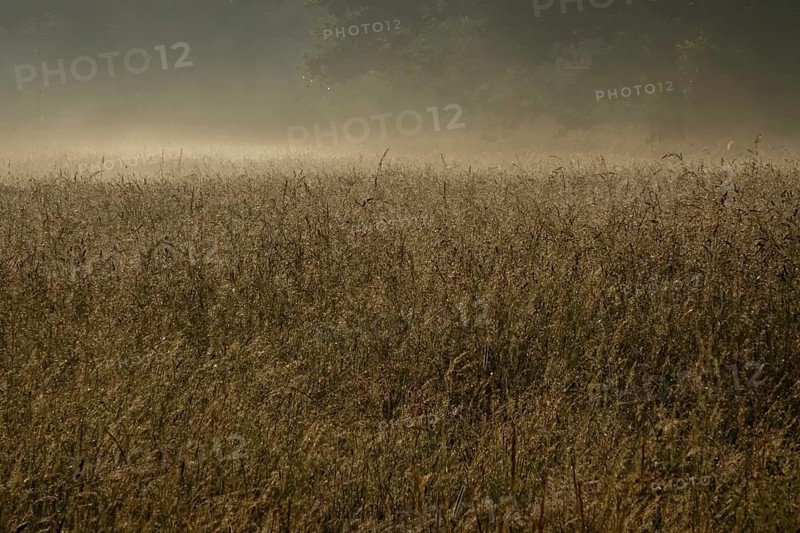Summer morning atmosphere, morning fog, Germany, Europe