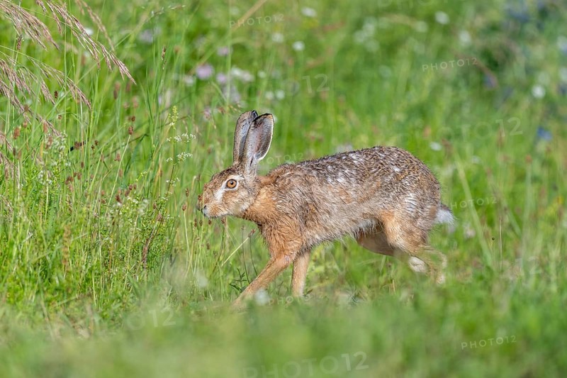 European hare (Lepus europaeus) Brown hare in motion hopping in a meadow. Kaiserstuhl, Freiburg im Breisgau, Baden-Württemberg, Germany, Europe