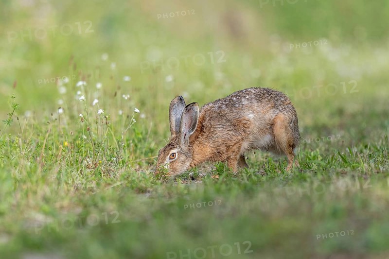European hare (Lepus europaeus) Brown hare smelling odours on the ground in a meadow. Kaiserstuhl, Freiburg im Breisgau, Baden-Württemberg, Germany, Europe
