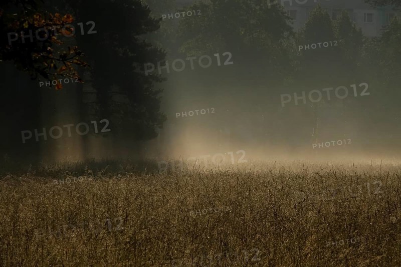 Summer morning atmosphere, morning fog, Germany, Europe