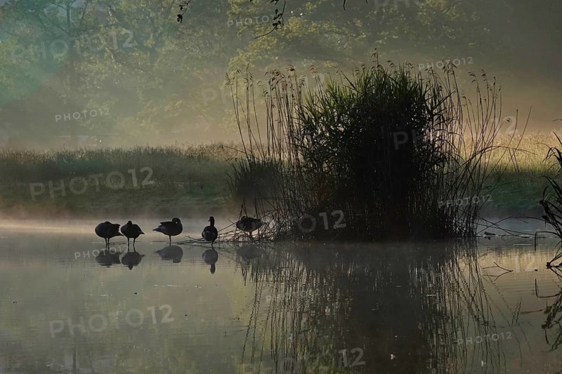 Summer morning atmosphere, morning fog, Germany, Europe