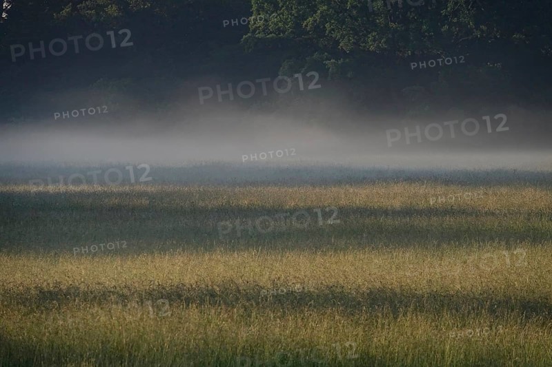 Summer morning atmosphere, morning fog, Germany, Europe