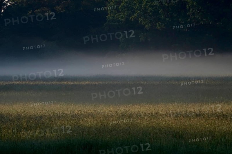 Summer morning atmosphere, morning fog, Germany, Europe