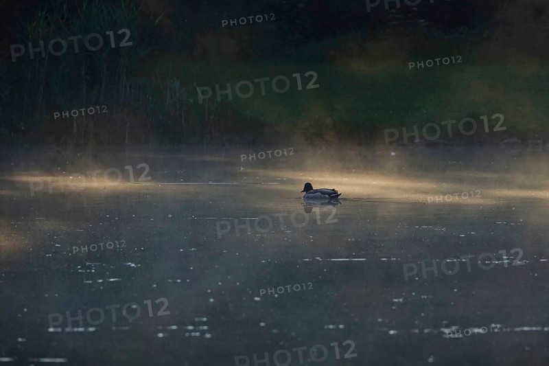 Summer morning atmosphere, morning fog, Germany, Europe