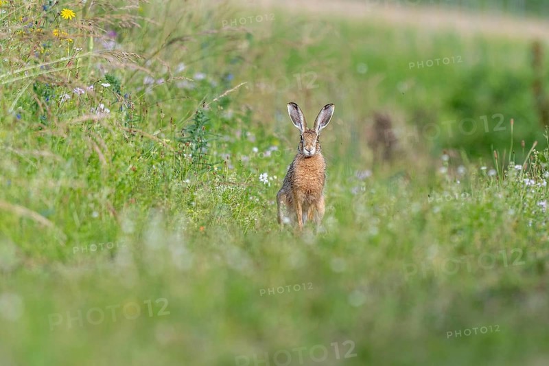 European hare (Lepus europaeus) Brown hare sitting on the ground and observing the surroundings in a meadow. Kaiserstuhl, Freiburg im Breisgau, Baden-Württemberg, Germany, Europe