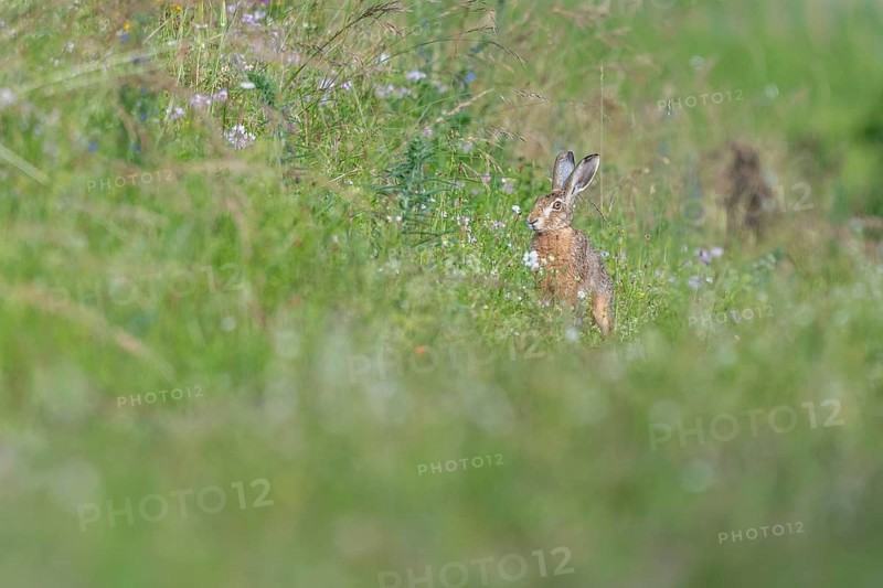 European hare (Lepus europaeus) Brown hare sitting on the ground and observing the surroundings in a meadow. Kaiserstuhl, Freiburg im Breisgau, Baden-Württemberg, Germany, Europe