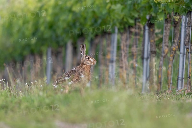 European hare (Lepus europaeus) Brown hare sitting on the ground and observing the surroundings in a meadow. Kaiserstuhl, Freiburg im Breisgau, Baden-Württemberg, Germany, Europe