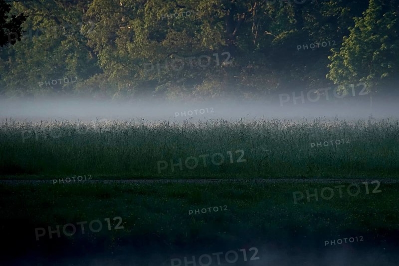 Summer morning atmosphere, morning fog, Germany, Europe