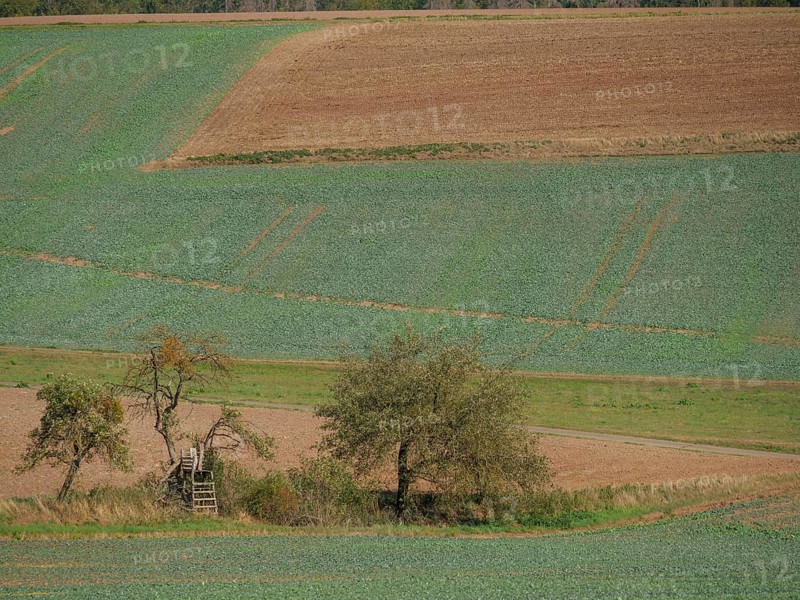 Two trees next to a raised hide in the middle of fields, early autumn colours visible, Waldeck, Hesse, Germany, Europe