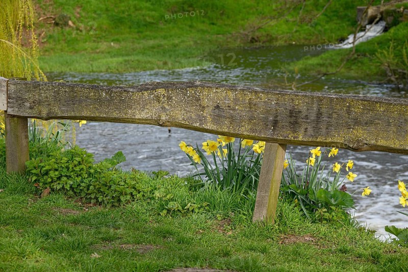Wild daffodils blooming next to an old wooden railing with a river in the background, Vreden, North Rhine-Westphalia, Germany, Europe