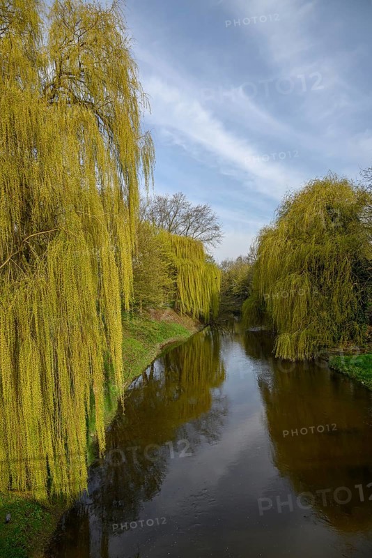 Tranquil stream surrounded by weeping willows reflected in the water, Vreden, North Rhine-Westphalia, Germany, Europe