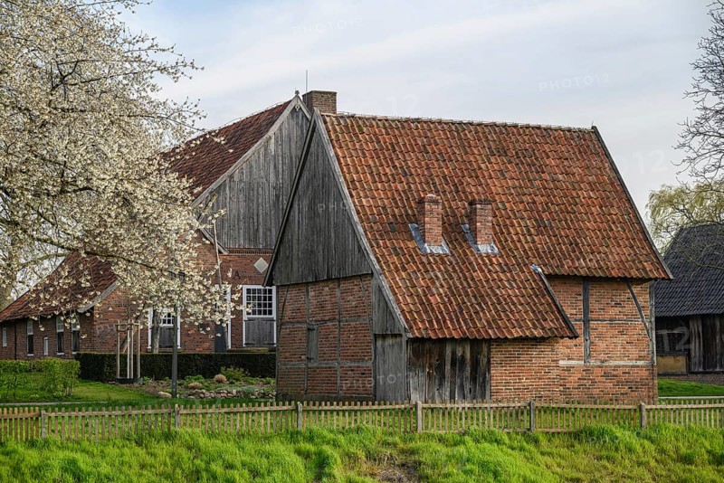 Rustic farmhouse with a red tiled roof and wooden panelling next to a blossoming tree in a rural setting, Vreden, North Rhine-Westphalia, Germany, Europe