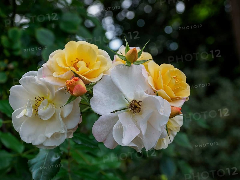 Close-up of white and yellow roses in a garden, SChermbeck North Rhine-Westphalia, Germany, Europe