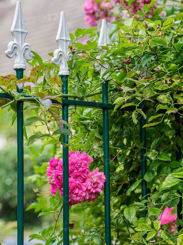 Metal fence with white tops, surrounded by pink flowers and green climbing plants, SChermbeck North Rhine-Westphalia, Germany, Europe